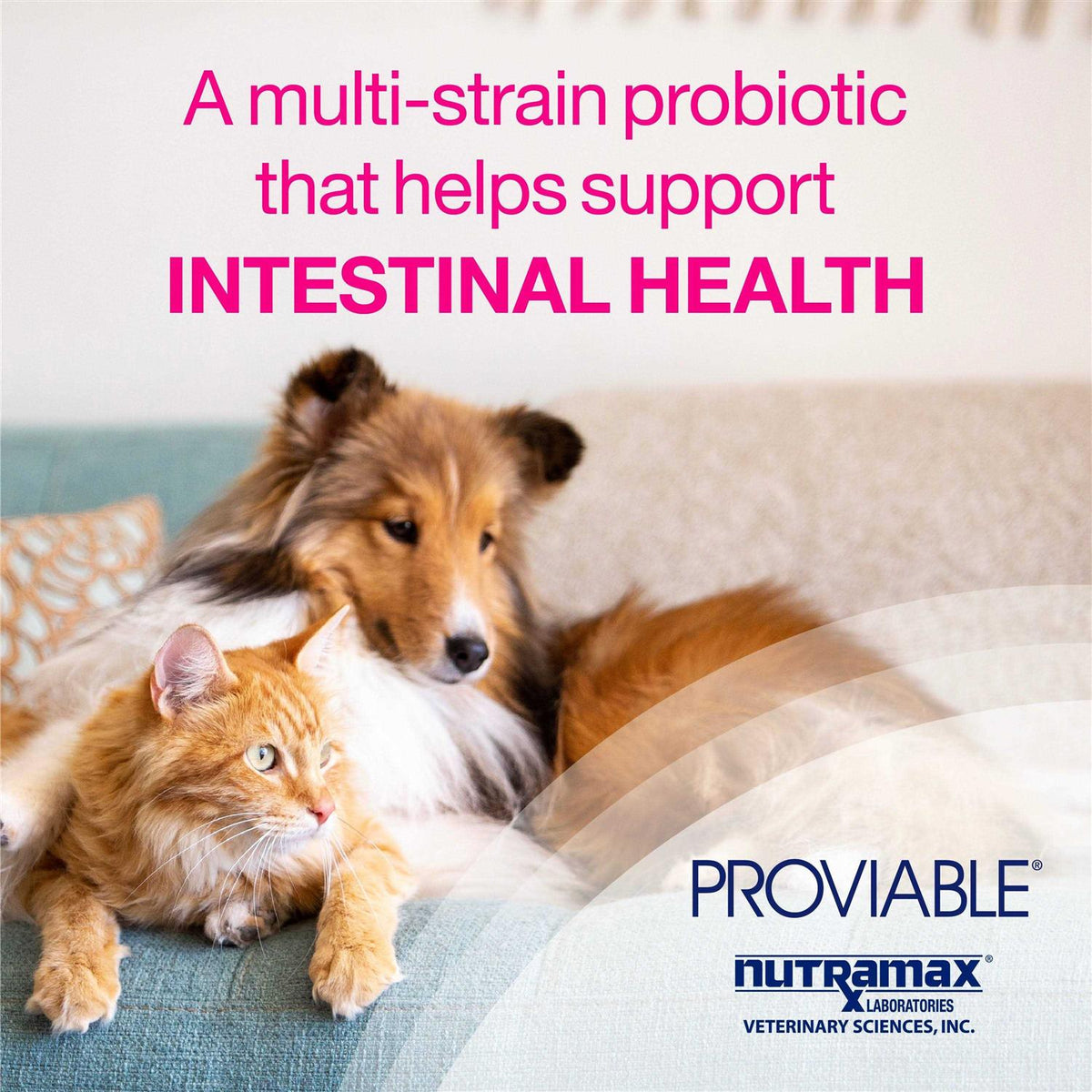 Health Supplement Kit Dogs X341